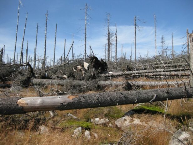 Moderne Klimaforschung schützt heimische Wälder