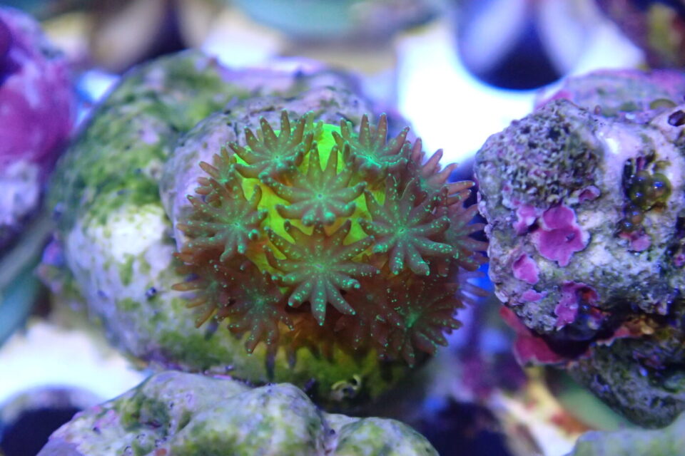 Eine drei Monate alte Steinkoralle (Acropora millepora) im Aquarium. Foto: Samuel Nietzer